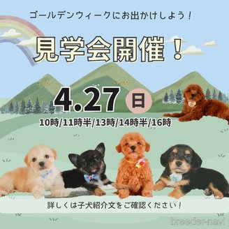 成約済の静岡県のトイプードル-383027の3枚目